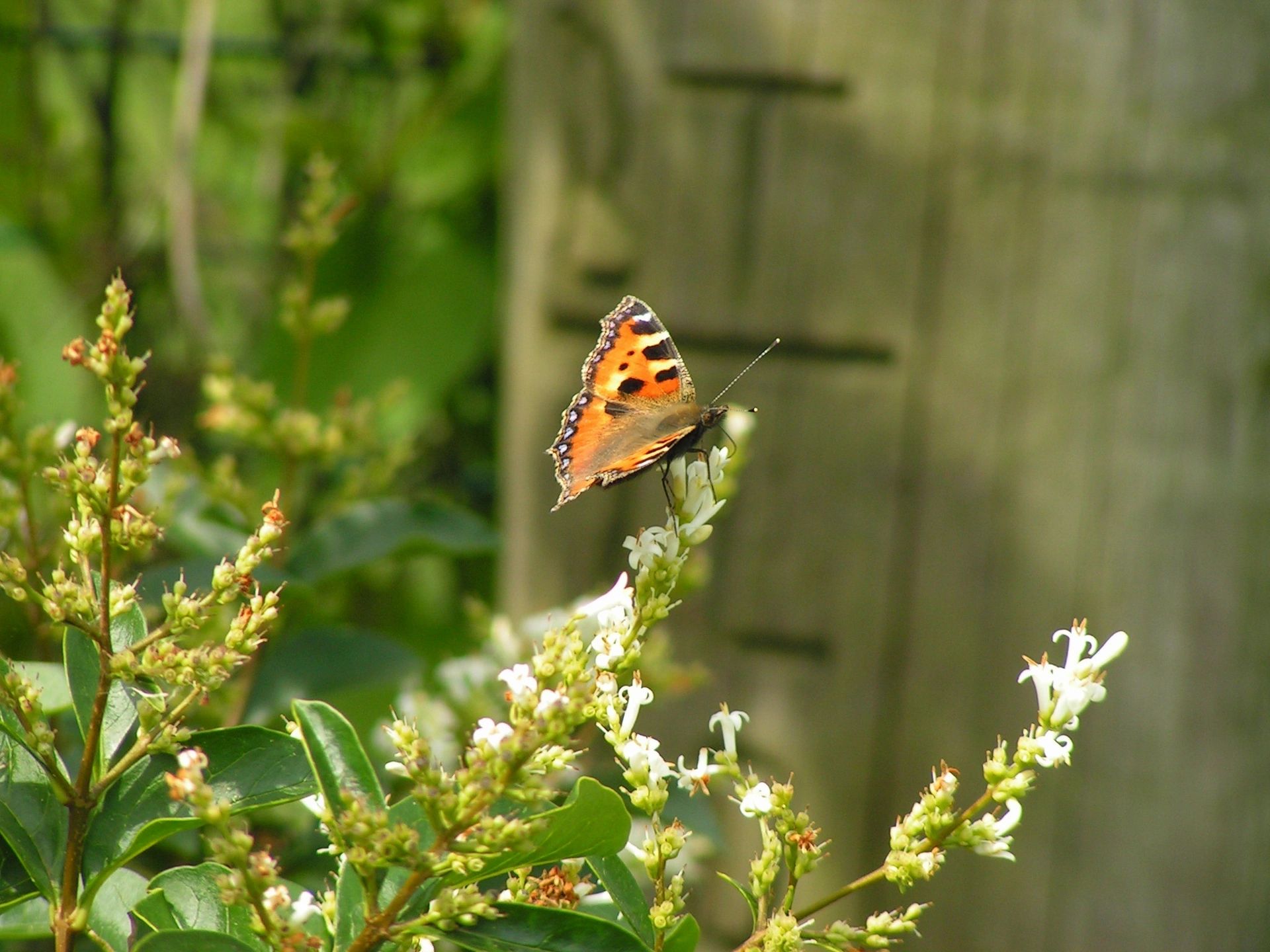 Gardener in Pocklington